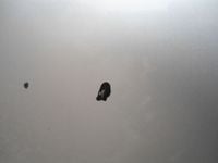Isabelle Landingham - River Mirage Seasons Migrate Cuntry Footwerk 4 DJs Against Disease 2026 <3