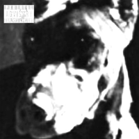 untiljapan - dogfood
