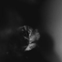 Holding Absence - Like a Shadow