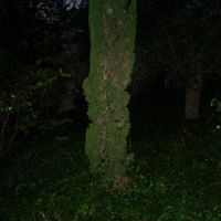 muschio - muffa