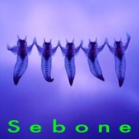 とた [Tota] - Sebone - 脊髄盤 -