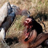 Big Guy - VULTURE