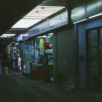 Orchid Mantis - Sincerity