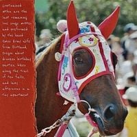 Swiss Army Wife - Quarter Horse