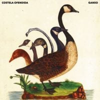Ganso - Costela Ofendida