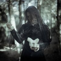 Ulmus - light/darkness
