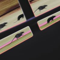 DJ JM - Rat Race