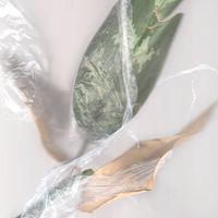 Queimada - Eremocene