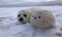 pinniped - regression