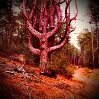 White Mills - trees