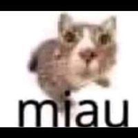 rangerbts - Miau