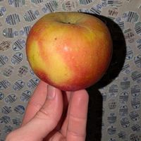 applecutter01 - applecutter01