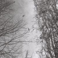 In&ecirc;s Conde&ccedil;o - The Space Between Birds