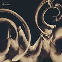 Siamese - dissolution