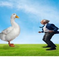 Lil Capital V - SEVENTEEN )