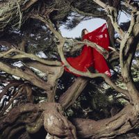 Hannah Frances - Nested In Tangles (Deluxe)