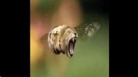 Grain - flion