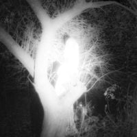 Genevieve Stokes - Poltergeist