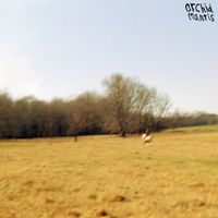 Orchid Mantis - Light As Leaving