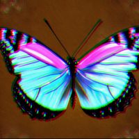 H00D3DH3R0 - Butt3rfly