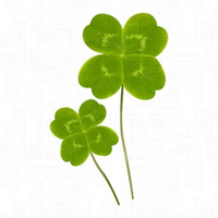 ssstake - clover