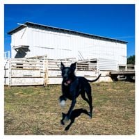 dogseesgod - Go Dog!