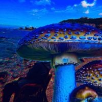 Mystic Amphibian - Deep mushrooms