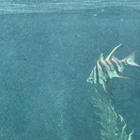 Blood Nose - dead fish