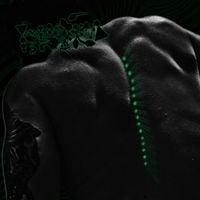 Phyllomedusa - Kambo Overdose