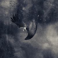 Chair Outlet - ICARUS