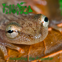 Phyllomedusa - Molesting The Frog Eater