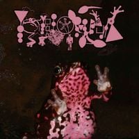 Phyllomedusa - The Pink Belly