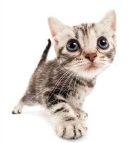 Drixie - Comfortable & Sweetly Produced: Kitty Paws