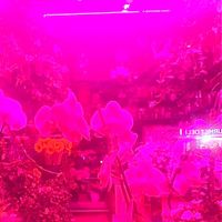 Melaina Kol - Lifeheart