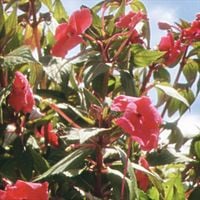 jacal - flowers