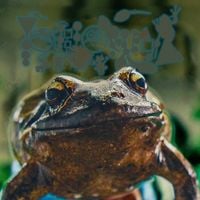 Phyllomedusa - Every Day Is Frog Day