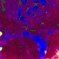 Steriocilia - Avovoid (Muffled)