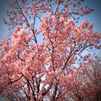 BLUE ROSE - All Sakura fated to Fall