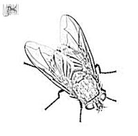 madd&oslash;xr - shoofly