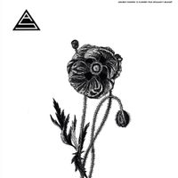 Ancient Shapes - A Flower That Wouldn&rsquo;t Bloom