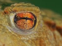 Phyllomedusa - Eye of the Becroaker