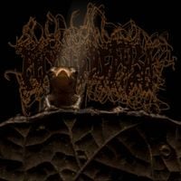 Phyllomedusa - Basking in Antipredator