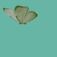 Polyommatinae - Polyommatinae