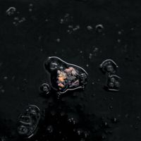 Lamin Fofana - Black Metamorphosis
