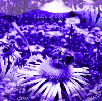 Royal Jelly - Worker