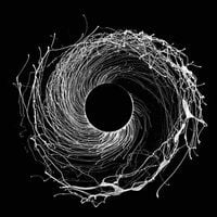 Dawn of Midi - Dysnomia