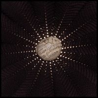 Nat Baldwin - In the Hollows