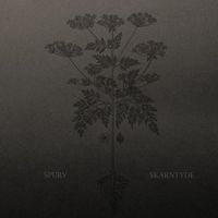 Spurv - Skarntyde