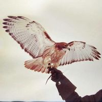 JM Airis - Wild Birds