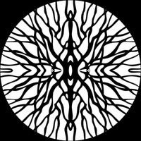 Pfirter - Procyon